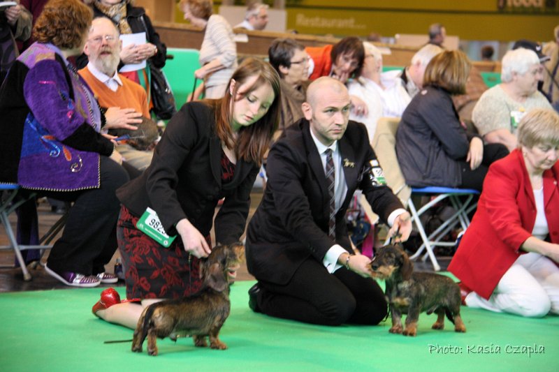 Crufts2010 582.jpg